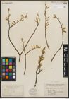 Foto von Salix petiolaris Sm.